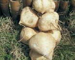15 Thaijicama Seeds Mexican Yam Bean Root Man Kaeo Hột Củ Sắn Fast Shipping - £7.10 GBP