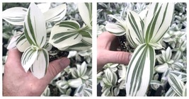 3 Cuttings White Pistachio Tradescantia Houseplants Live Plant - $48.99
