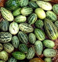 Vegetable Seeds Foot Kachri-Famous Rajasthani Vegetables Seeds for Sale-... - $6.77