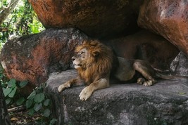 Digital Image Picture Photo Pic Wallpaper Background Lion Sitting alone 13 - £0.76 GBP
