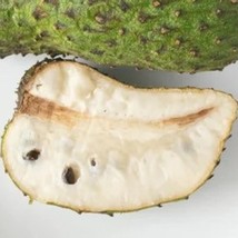 Soursop Guanabana Seeds Fresh Seeds USA - $18.16