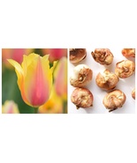 10 bulbs Blushing Beauty Single Late Tulip - €47,08 EUR