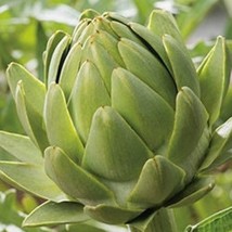 USA SELLER 50 Green globe artichoke seeds 181 zone 69 Free Shipping - $14.70