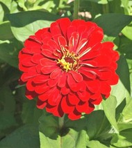 Fresh 1001+ Zinnia&quot;&quot;Cherry Queen&quot;&quot;Flower Seeds Bright Red 4&quot;&quot;-5&quot;&quot; Blooms Summer  - £16.40 GBP