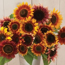 HS 25 Sunflower Autumn Beauty Seeds - £4.13 GBP