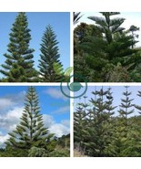 40 Seeds Norfolk Island Pine Araucaria Heterophylla - $320.93 MXN
