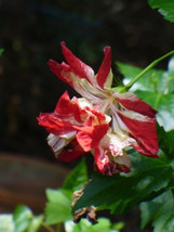 15 Texas Star Red/White Hibiscus Seeds-1140 - £3.14 GBP
