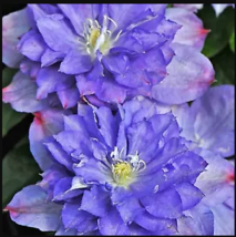 25 Double Purple Pink Clematis Seeds Bloom Flowers Perennial Seed Flower - £13.21 GBP