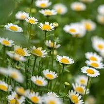 New Fresh Seeds Creeping Daisy Seeds Chrysanthemum Paludosum Flower Seeds 5000 S - $11.06