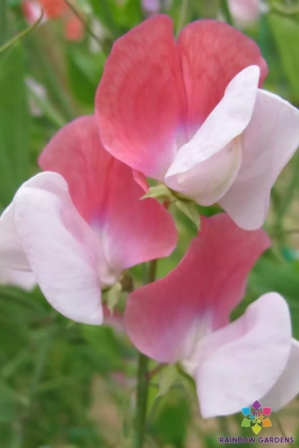 50 Painted Lady Sweet Pea Seeds Fresh Seeds USA - $9.96