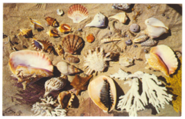 Vtg Postcard-Shells From The Coasts Of Florida-Ocean Beach Sea Shell-Chr... - £2.29 GBP