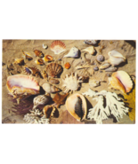 Vtg Postcard-Shells From The Coasts Of Florida-Ocean Beach Sea Shell-Chr... - £2.26 GBP