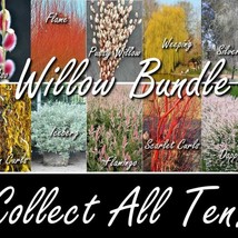 Willow Cuttings Bundle Salix Flame Mt Aso Flamingo Dappled Scarlet Curls Golden  - £67.58 GBP