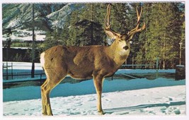 Postcard Buck Deer In The Canadian Rockies Alberta - $2.96