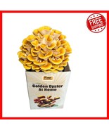 Organic Golden Oyster Mushroom Grow Kit - Complete Indoor Gardening Solu... - $57.83 CAD