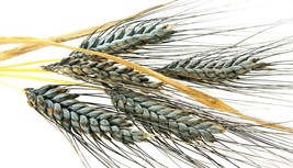 USA Store 190 Seeds Einkorn Wheat Seeds Non Gmo The New Old Wheat Fast Ship - £6.90 GBP