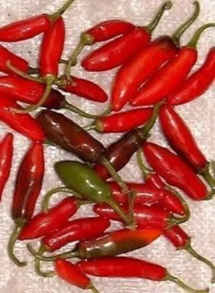 200 Hot Serrano Tampiqueno Pepper Mexican Chile Capsicum Annuum Vegetable Seeds  - £7.83 GBP