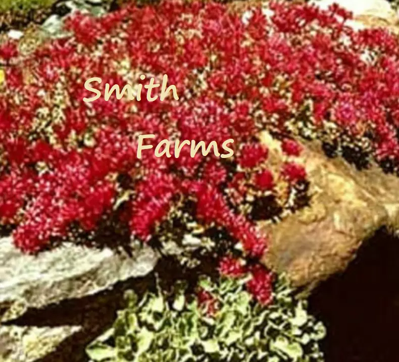 100 Seeds Sedum Spurium Dragons Blood Red Ground Cover Plant Fast US Shipping - $9.50