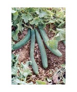 Berynita Store 60 Italian Cucumber Seeds Tortarello Verde Scuro Gourmet ... - £9.42 GBP