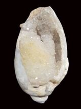 Rare Heera Shankh With Natural Crystals - $148.50