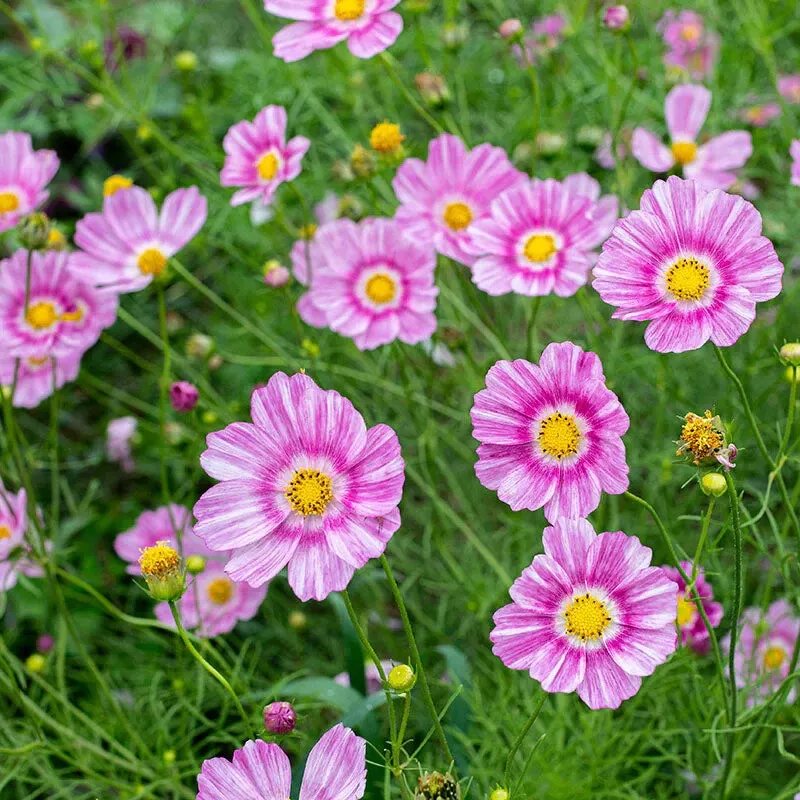 200 Happy Ring Cosmos Seeds Fresh Seeds USA - $9.96