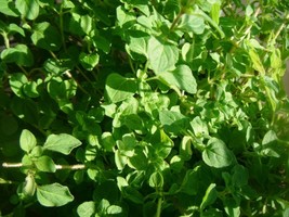 Grow In US 1000 Thyme Common Thymus Vulgaris Herb Seeds - £7.02 GBP
