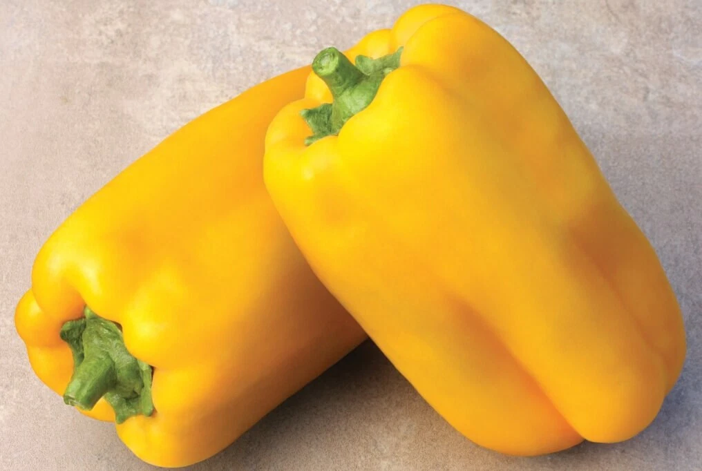 Fast Growing Gold Fortune Bell Pepper 15 Seeds - $99.01 MXN