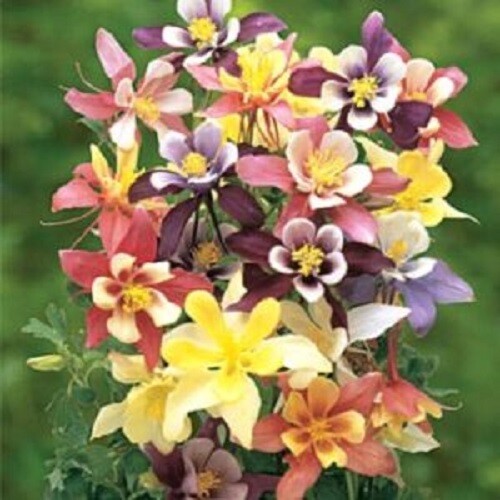 50 Harlequin Columbine Seeds Flower Perennial Flowers Seed Bloom Fresh G... - $9.18