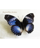 Blue Diadem Hypolimnas Salmacis African Butterfly Framed Entomology Shad... - $93.71 CAD