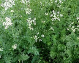 Cumin Seeds- Heirloom Herb- 500 Seeds Garden Usa Shipping - £8.23 GBP