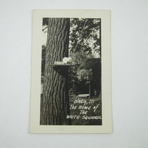 Real Photo Postcard RPPC Olney Illinois Home of White Squirrel Antique UNPOSTED - £15.97 GBP