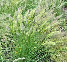 500 Seed PRAIRIE JUNE GRASS American Native Clumping Ornamental Drought Tolerant - £12.97 GBP