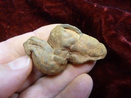 (PP463-40) 1-7/8&quot; Genuine Fossil Turtle Poop Coprolite Wa State Dung Weird Gift - £12.48 GBP