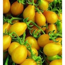 Tomato Yellow Pear Great Heirloom Vegetable Bulk 4000 Seeds Fresh Garden... - £21.47 GBP