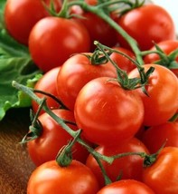 Large Red Cherry Tomato Seeds - Organic &amp; Non Gmo Tomato Seeds - Heirloom Seeds  - £1.76 GBP