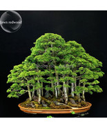 Bonsai Metasequoia Dawn Redwood Evergreen Ornamental Plants 50 Seeds Pot... - $138.09 MXN