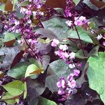 Hyacinth Horn Bean Dolichos Lablab Red Leaved Seeds New Fresh Seeds USA - £14.72 GBP