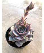 Live Plant Echeveria &#39;Angel Kissed&#39;, Cacti &amp; Succulent, Indoor &amp; Outdoor... - £29.41 GBP