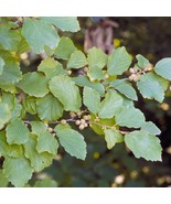 5 Witch Hazel Hamamelis Virginiana Seeds New Fresh US Shipping - $89.73 MXN