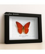 Orange Albatross Appias Nero Butterfly Framed Entomology Collectible Sha... - €45,46 EUR