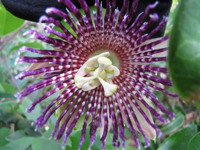 Passiflora Laurifolia Passionflower Exotic Seeds Fresh Garden - £7.97 GBP