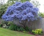 25 Creeping Mountain Lilac Seeds Tree Flowers Perennial Flower - $6.58