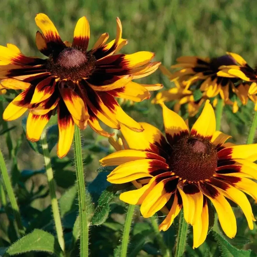 200 Cherry Yellow Gloriosa Black Eyed Susan Daisy Seeds Fresh Seeds Gardening US - $12.48