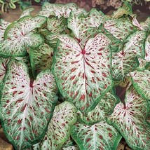 SEPTH 5 &quot;&quot;Gingerland&quot;&quot; Fancy Leaf Caladium Bulbs - Size #1 - $59.98