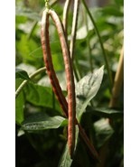 BRN 50 Purple Pinkeye Cowpea Southern Pea Crowder Vigna Unguiculata US S... - $18.81 CAD