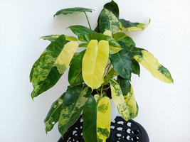 US Seller Burle Marx Albo Variegated Philodendron Small Rooted Starter Plant Ver - $70.98