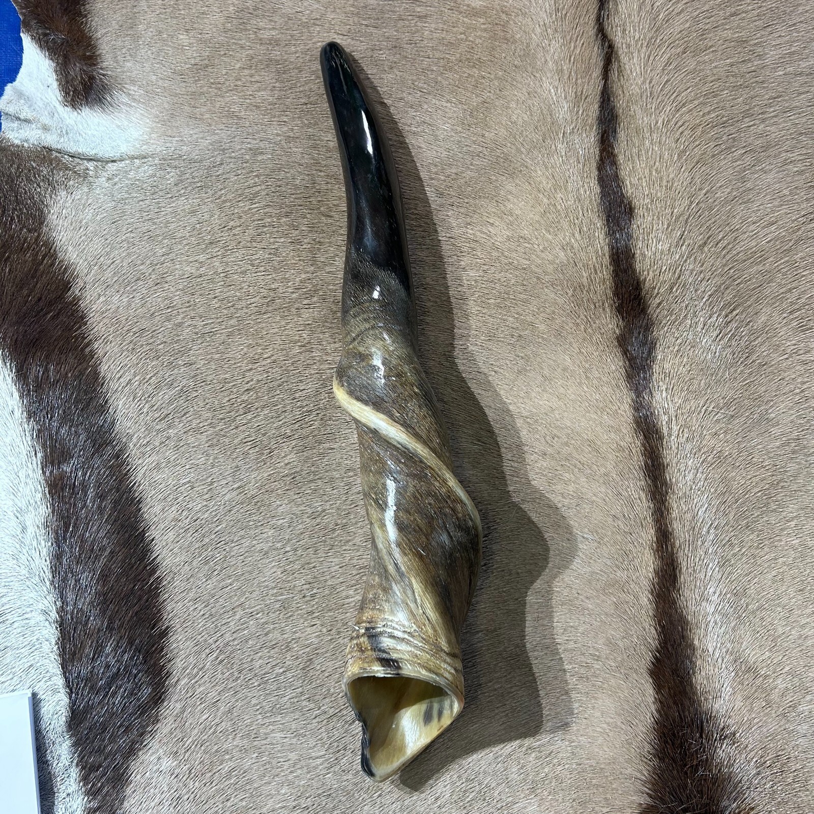 Yemenite Eland Shofar Judaica Kosher-made Polished Eland Horn Shofar Tru... - $137.61