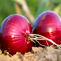 500 Seeds Premium Red Onion Purple Skin Variety - $5.99