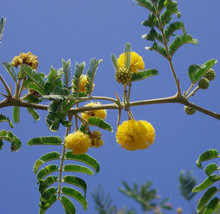 ACACIA FARNESIANA, vachellia rare mimosa tree bonsai aroma bush seed  50 seeds - £7.81 GBP