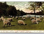 Sheep in Washington Park Chicago Illinois IL 1911 UDB Postcard D20 - £2.29 GBP
